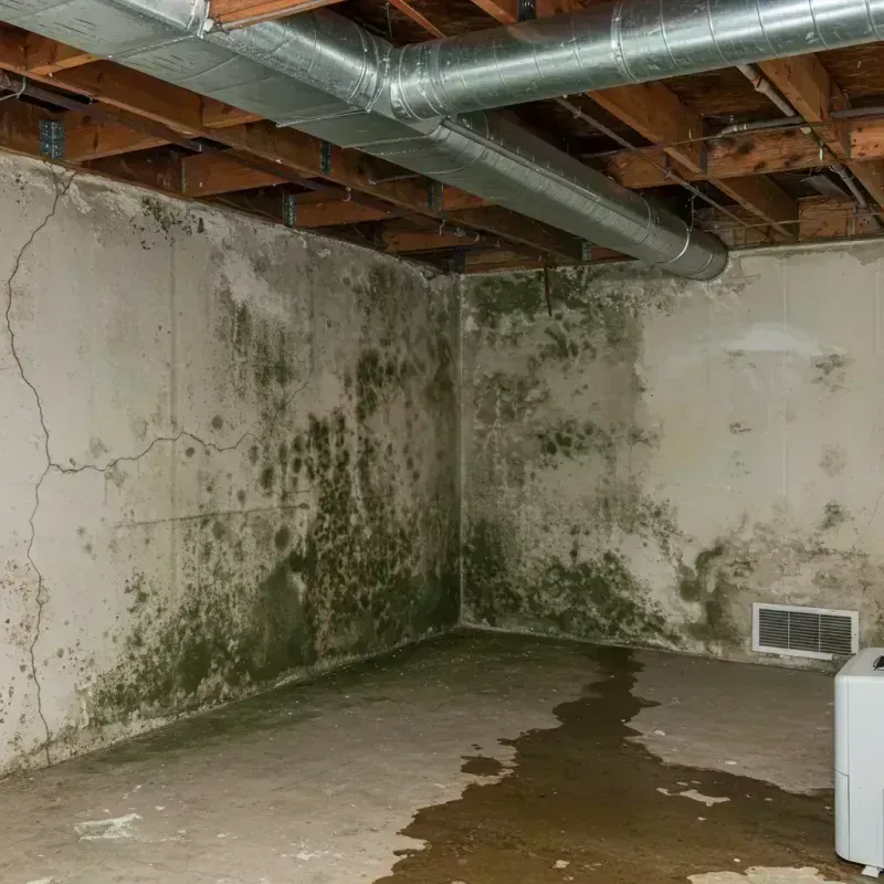 Professional Mold Removal in Flora, IN